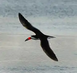 Black skimmer (Rynchops niger)