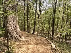 A wide hiking trail through woods