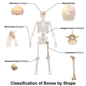 Classification of bones by shape.
