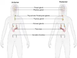 Female endocrine system