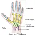 Illustration of hand and wrist bones