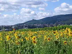 View of Neustadt and the Hambach Schloss