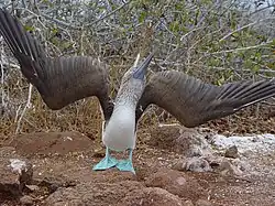 Displaying (sky-pointing)