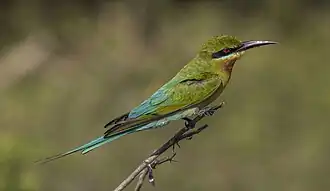 In the Yala National Park, Sri Lanka