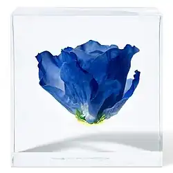 Blue Rose in the Cube Study 1
