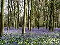 Bluebells at Helpston Heath