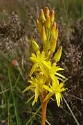 Bog asphodel