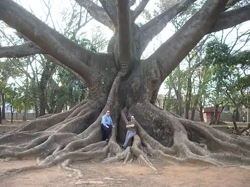 Image 28Buttress roots of the kapok tree (Ceiba pentandra) (from Tree)