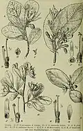 Botanical illustration
