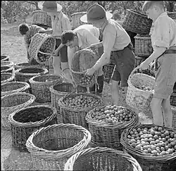 Bushel baskets of fruit