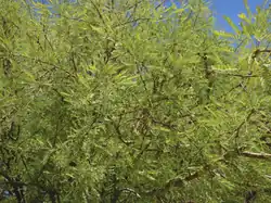 Branches of the Honey Mesquite in the Mesquite Bosque