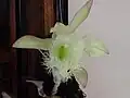 Brassavola digbyana