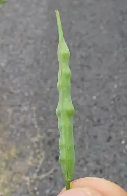 Pod with seeds inside