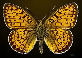 Dorsal