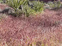 red brome B madritensis ssp. rubens