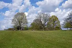 Multiple trees in a green field