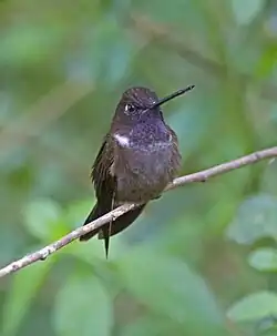 Brown inca in northwest Ecuador showing amethyst gorget