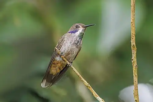 Brown violetear (Colibri delphinae) Sumaco.jpg