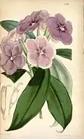Botanical illustration