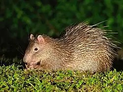 Brown porcupine