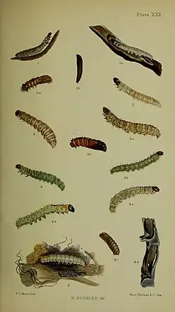 Figs. 5 larvae after last moult burrowing in root of dock