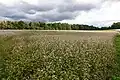 Buckwheat field near Vrchovina in the Czech Republic