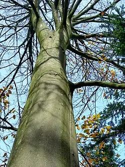 Image 30Northern beech (Fagus sylvatica) trunk in autumn (from Tree)