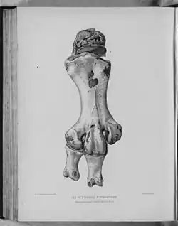 Pachyornis elephantopus (&quot;Heavy-footed Moa&quot;) original caption: Leg of Dinornis elephantopus (front view: three-fourths natural size)