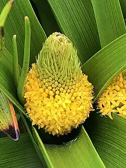 A partly flowered infloresence Bulbinella rossii viewed from above