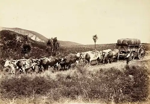 Bullock wagon carrying wool in New Zealand, c. 1880.