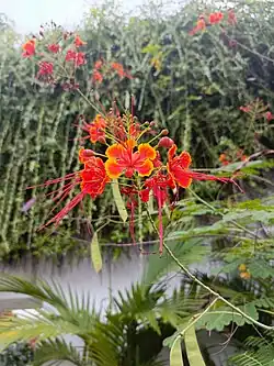 Red Peacock Flower