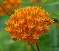 Orange flowers