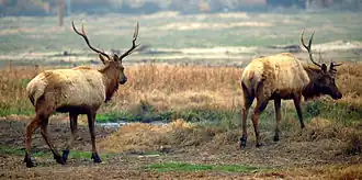Tule Elk at the nearby reserve.