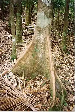 Trunk with buttrresses