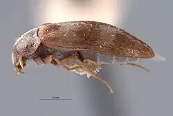 Example species specimen