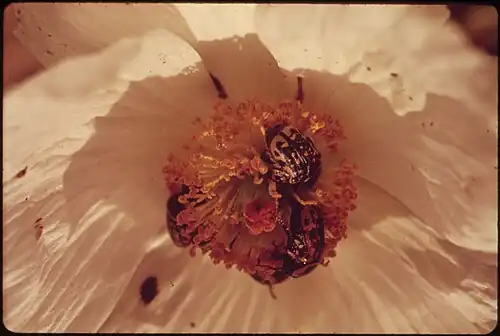 Closeup of a prickly poppy flower populated with beetles in the Texas countryside