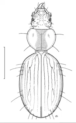 Partial illustration of the beetle