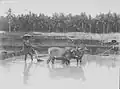 Plowing a rice field with oxen, about 1910-1920 in Sawa (Indonesia).