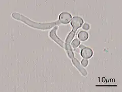 Candida Albicans Hyphal forms (filamentous projections called hyphaes emerging from round-to-oval forms)
