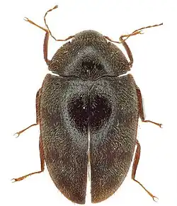 A view of a small black-brown beetle with hairy fibers