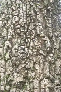 Soft corkwood at Mount Banda Banda