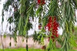 Callistemon Bottlebrush