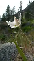 Calochortus lyallii