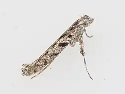 Caloptilia fraxinella