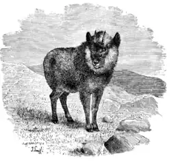 Black-and-white illustration of a goat-antelope on a rocky hilltop.