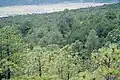 Pinus montezumae forest near Saltillo in Coahuila