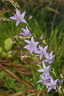 Inflorescence of Campanula rapunculus
