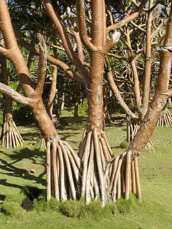 Stilt roots