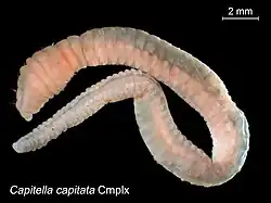 The polychaete Capitella capitata