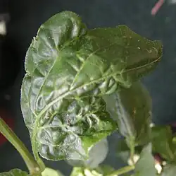 Leaf damaged by aphids